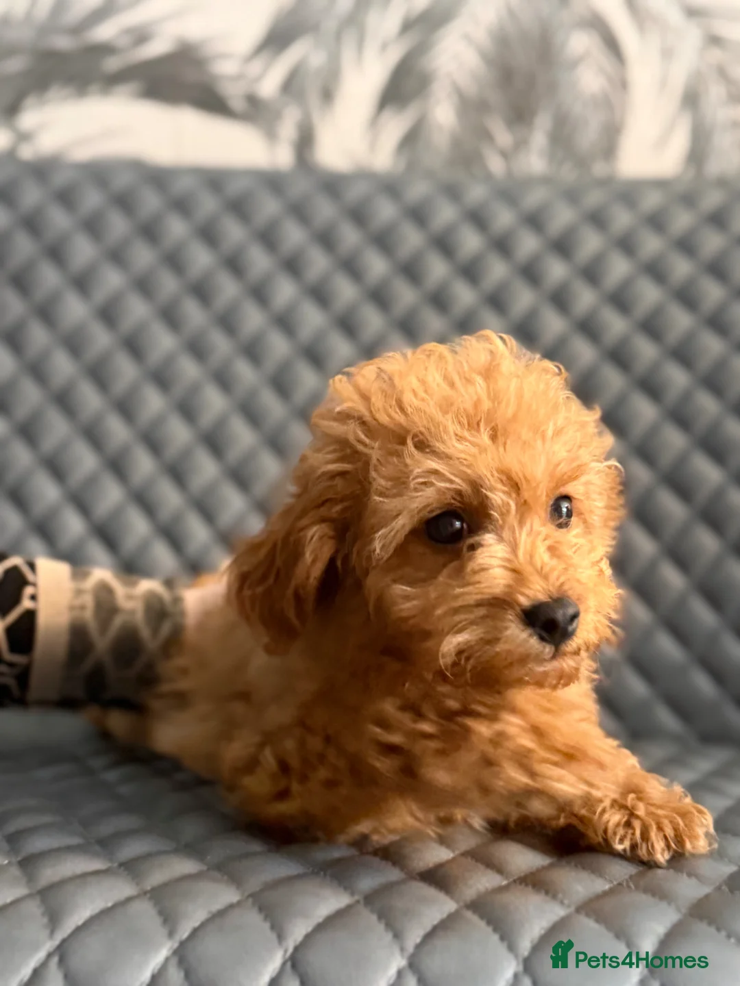 Toy Poodle dogs for sale: Toy Poodle - Advert 13