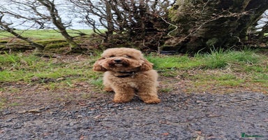 Cavapoo dogs Gorgeous F1 Cavapoo puppies. Health tested parents - Advert 2