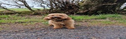 Cavapoo dogs for sale: Gorgeous F1 Cavapoo puppies. Health tested parents - Advert 9