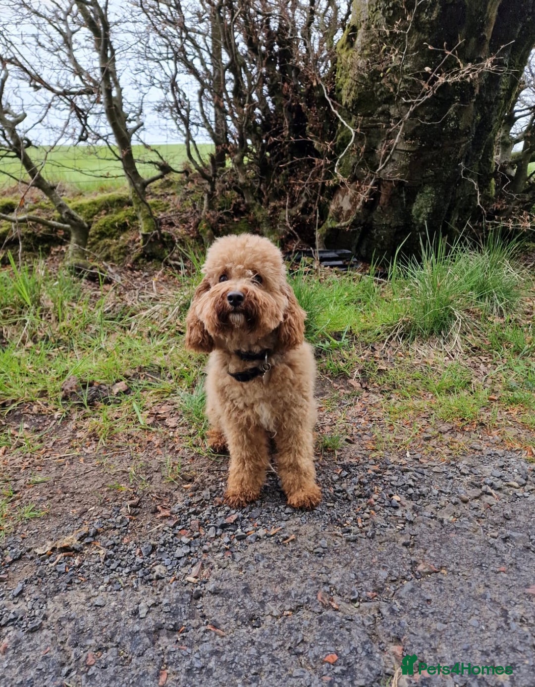 Cavapoo dogs for sale: Gorgeous F1 Cavapoo puppies. Health tested parents - Advert 9