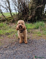 Cavapoo dogs Gorgeous F1 Cavapoo puppies. Health tested parents - Advert 4