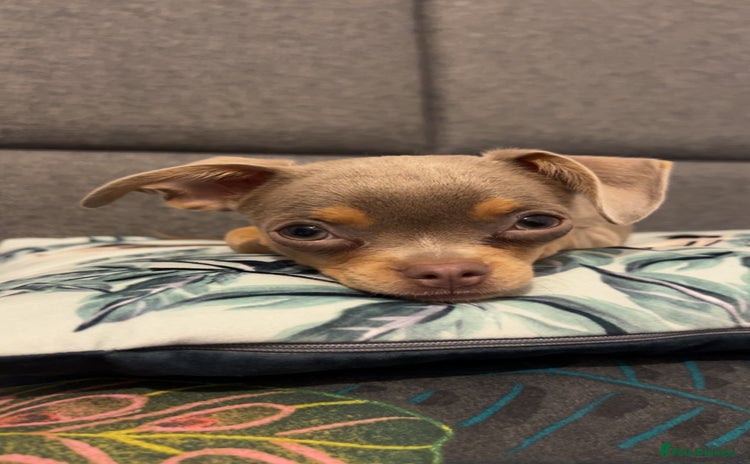Chihuahua dogs - Advert 10