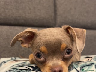 Chihuahua dogs Quiet Forever Home needed for darling Joey - Advert 19