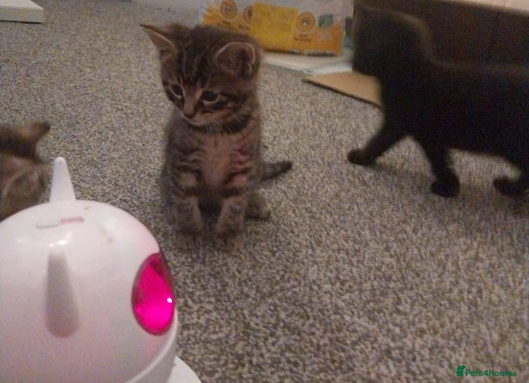 European cats for sale: Four Gorgeous Kittens Looking for Forever Homes - Image 10