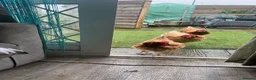 Chickens poultry for sale: 7 x layers all rescued  - Advert 2