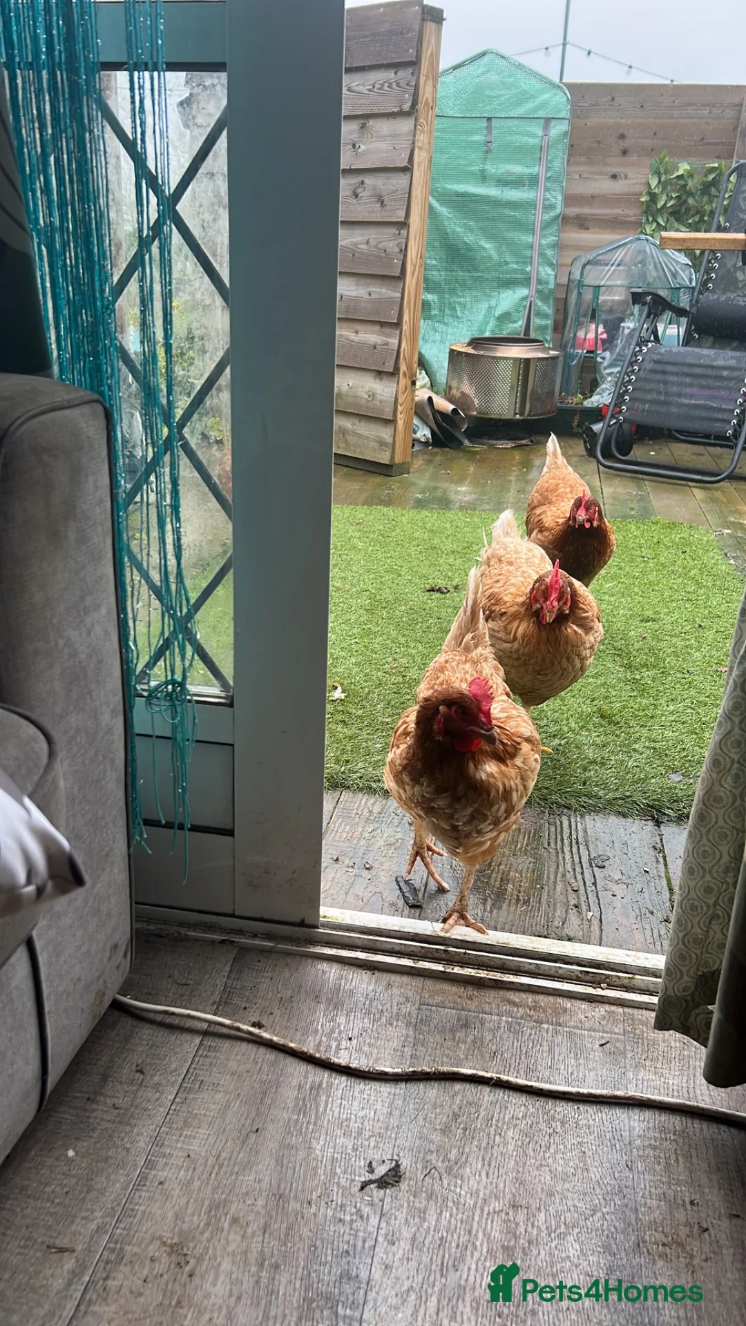 Chickens poultry for sale: 7 x layers all rescued  - Advert 2