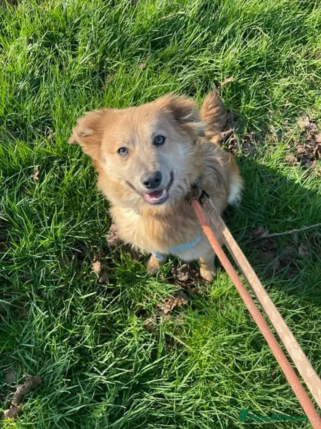 Mixed Breed dogs for adoption: Meet Pippa, currently residing in Cheshire - Advert 1