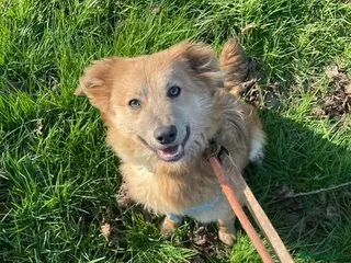 Mixed Breed dogs Meet Pippa, currently residing in Cheshire - Advert 5