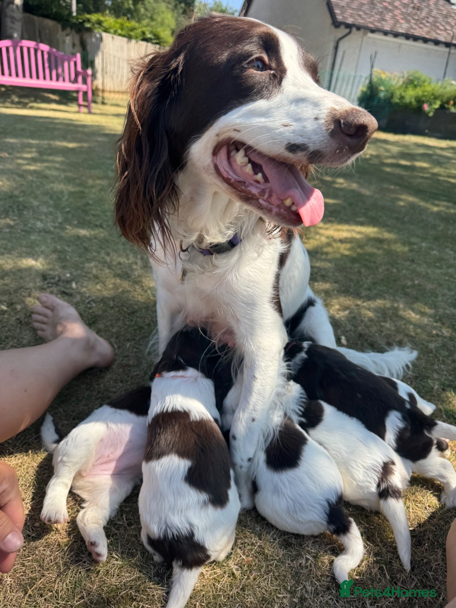 English Springer Spaniel dogs KC Reg Springer Spaniels - Advert 1