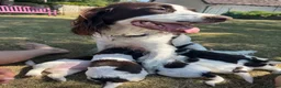 English Springer Spaniel dogs for sale: KC Reg Springer Spaniels in Didcot - Advert 1