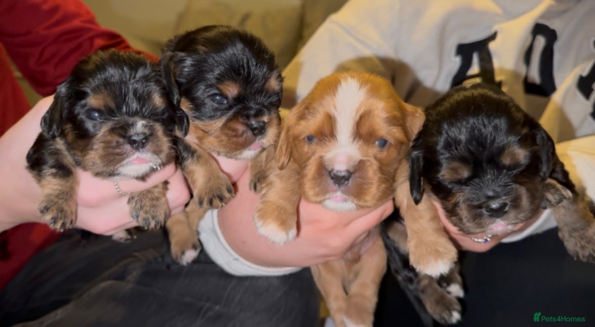 Cavalier King Charles Spaniel dogs Beautiful litter of KC reg King Charles spaniels - Advert 1