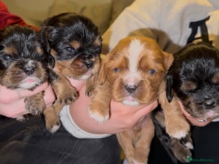 Cavalier King Charles Spaniel dogs Beautiful litter of KC reg King Charles spaniels - Advert 1
