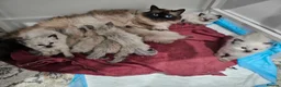 Ragdoll cats for sale: A few ragdolls - Advert 1