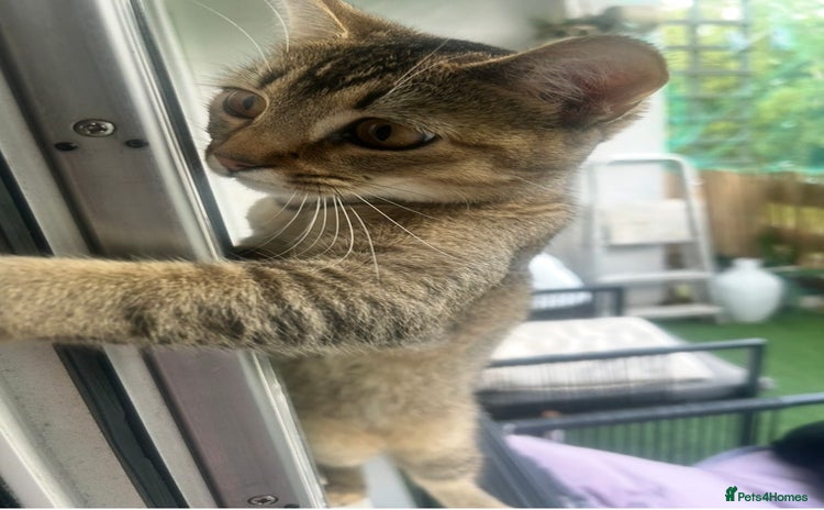 Mixed Breed cats - Advert 9