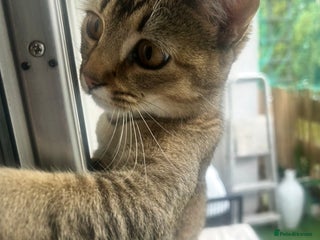 Mixed Breed cats - Advert 1