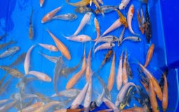 Koi Carp fish for sale: 2 to 4 inch Mixed Koi Carp Fry: young pond fish - Image 7