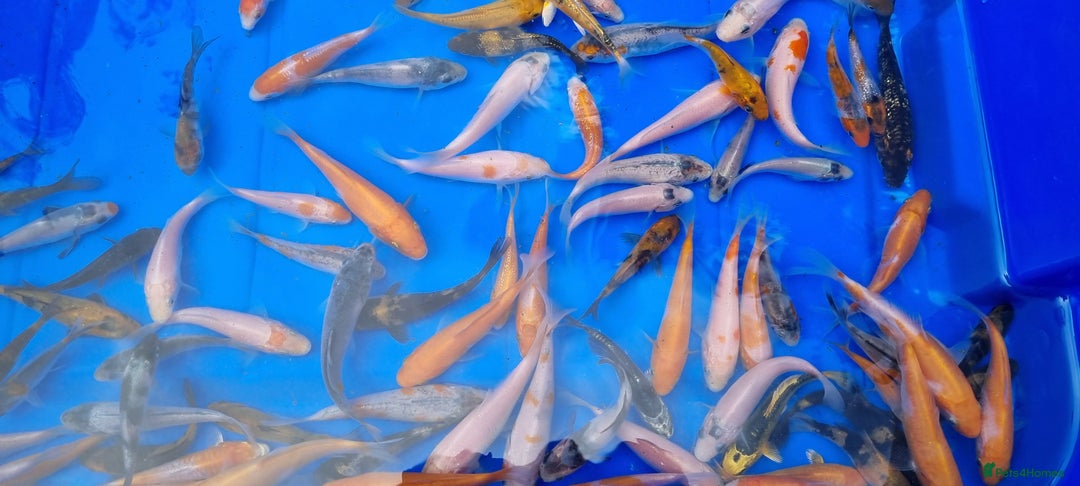 Koi Carp fish for sale: 2 to 4 inch Mixed Koi Carp Fry: young pond fish - Image 7