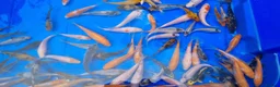 Koi Carp fish for sale: 2 to 4 inch Mixed Koi Carp Fry: young pond fish - Advert 7