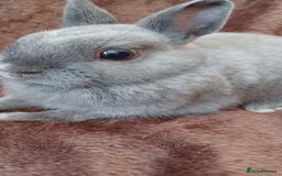 Netherland Dwarf rabbits for sale: Netherland dwarf  - Image 2