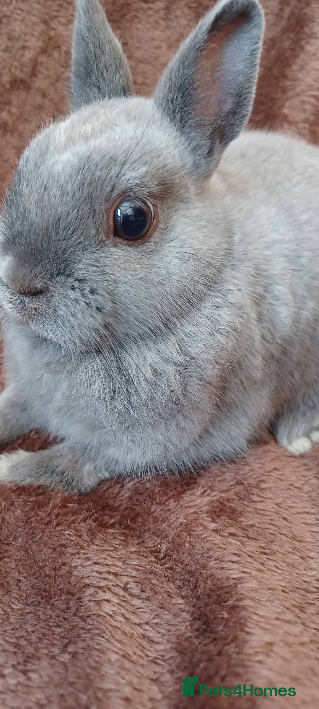 Netherland Dwarf rabbits for sale: Netherland dwarf  - Image 2