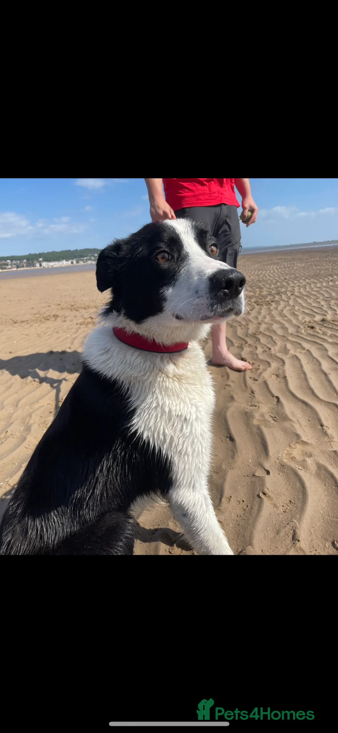 Mixed Breed dogs for sale: Mixed breed puppies - Advert 2