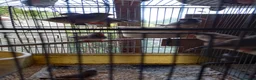 Finches birds for sale: Zebra finches for sale  - Advert 2
