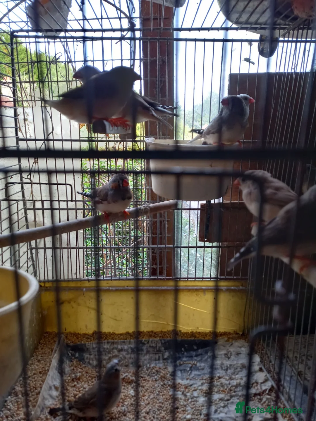 Finches birds for sale: Zebra finches for sale  - Advert 2
