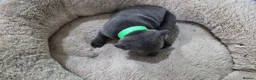 Staffordshire Bull Terrier dogs for sale: KC registered Staffordshire Bull Terrier Puppies  - Advert 19