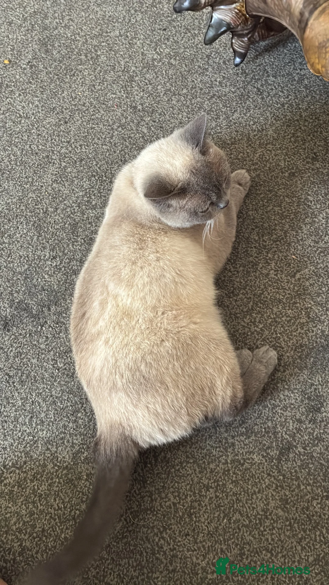 British Shorthair cats for sale: 2 year old female british short hair  - Advert 2