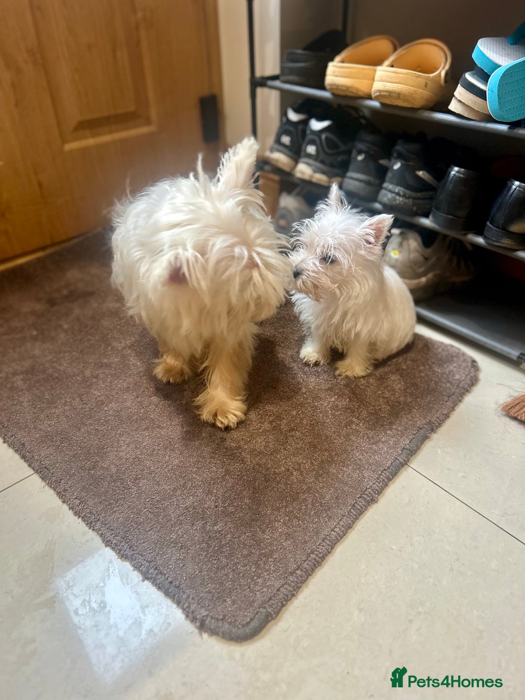West Highland Terrier dogs for sale: 🐾💙Very Handsome Westie Boy Ready Now 💙🐾 - Advert 11