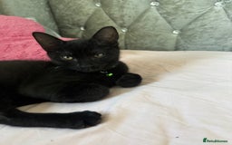 Mixed Breed cats for sale: 2 full black Kitten Ready for their Forever Homes - Image 14
