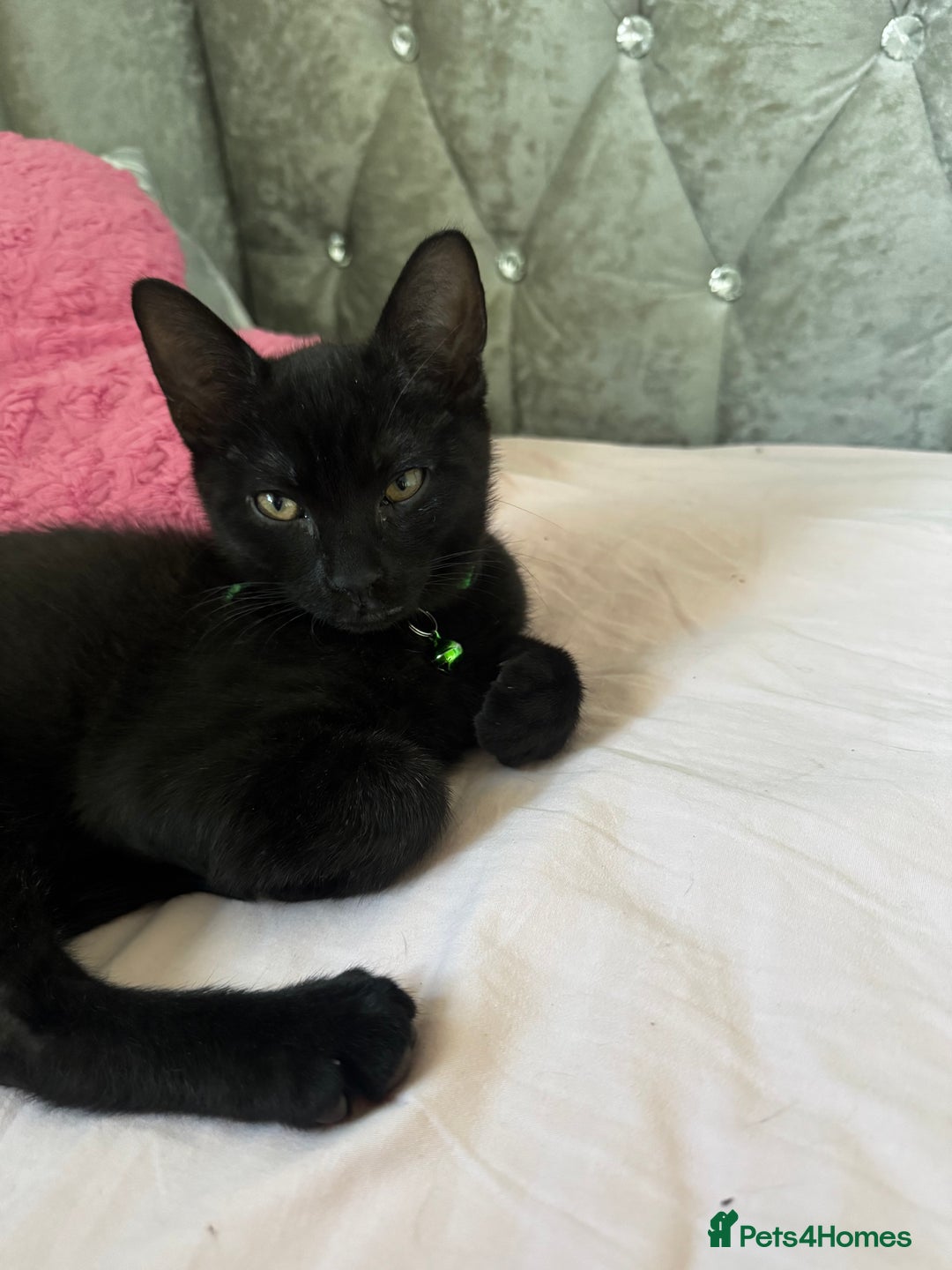 Mixed Breed cats for sale: 2 full black Kitten Ready for their Forever Homes - Image 14