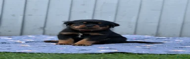 Rottweiler Puppy 4