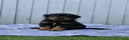 Rottweiler dogs for sale: 5 Exceptional KC Registered Rottweiler Puppies - Advert 15