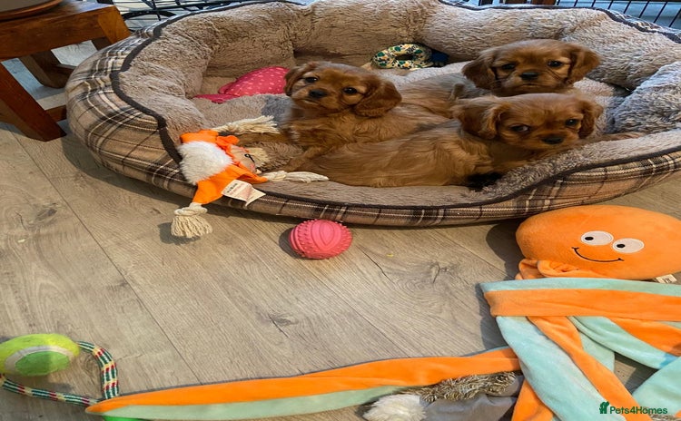 Cavalier King Charles Spaniel dogs Stunning Cavalier king Charles Spanniel Puppies - Advert 10