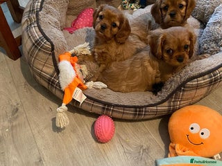 Cavalier King Charles Spaniel dogs Stunning Cavalier king Charles Spanniel Puppies - Advert 15