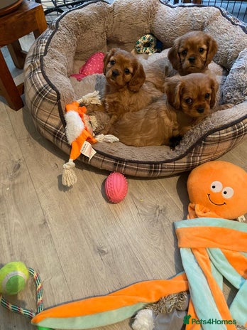 Cavalier King Charles Spaniel dogs Stunning Cavalier king Charles Spanniel Puppies - Advert 10