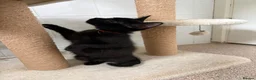 Mixed Breed cats for sale: Kittens looking for new homes - Advert 9