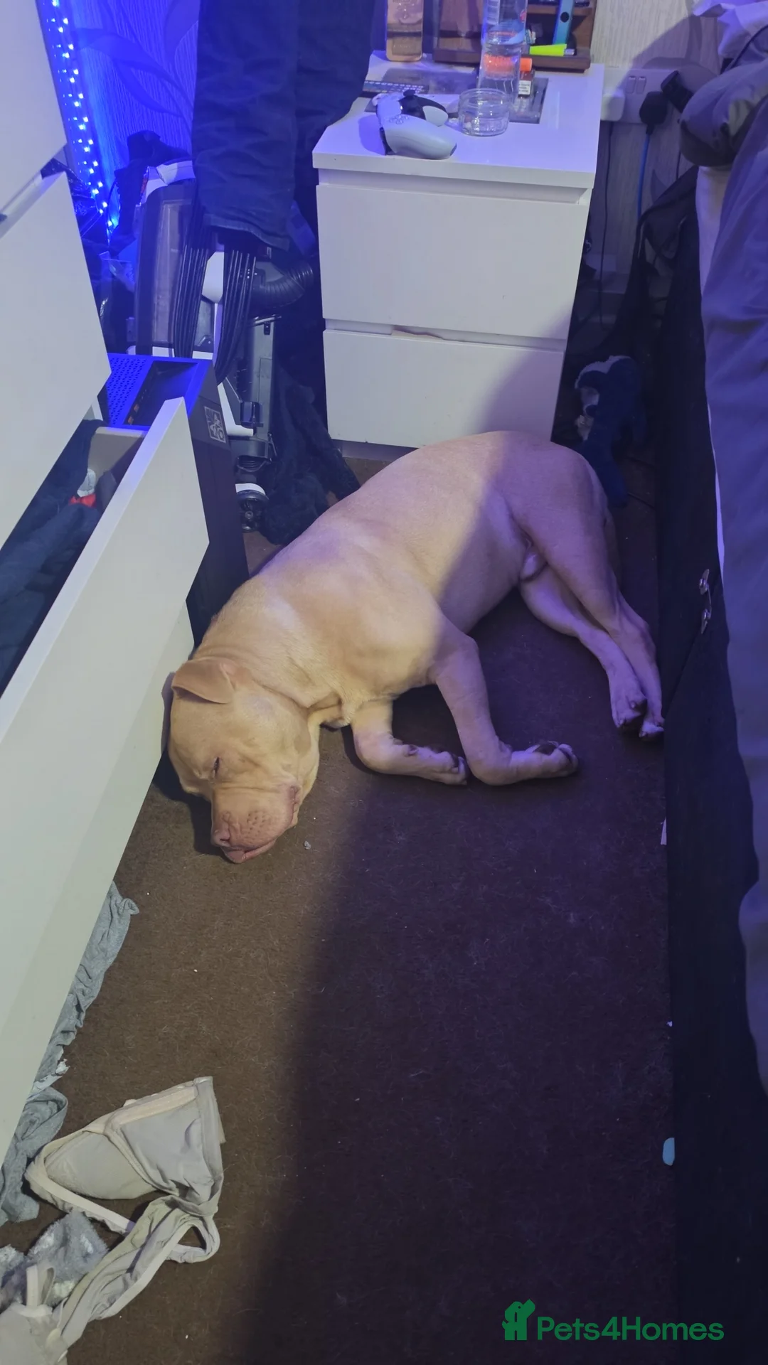 Mixed Breed dogs for sale: Mastiff cross  in Newark - Advert 1