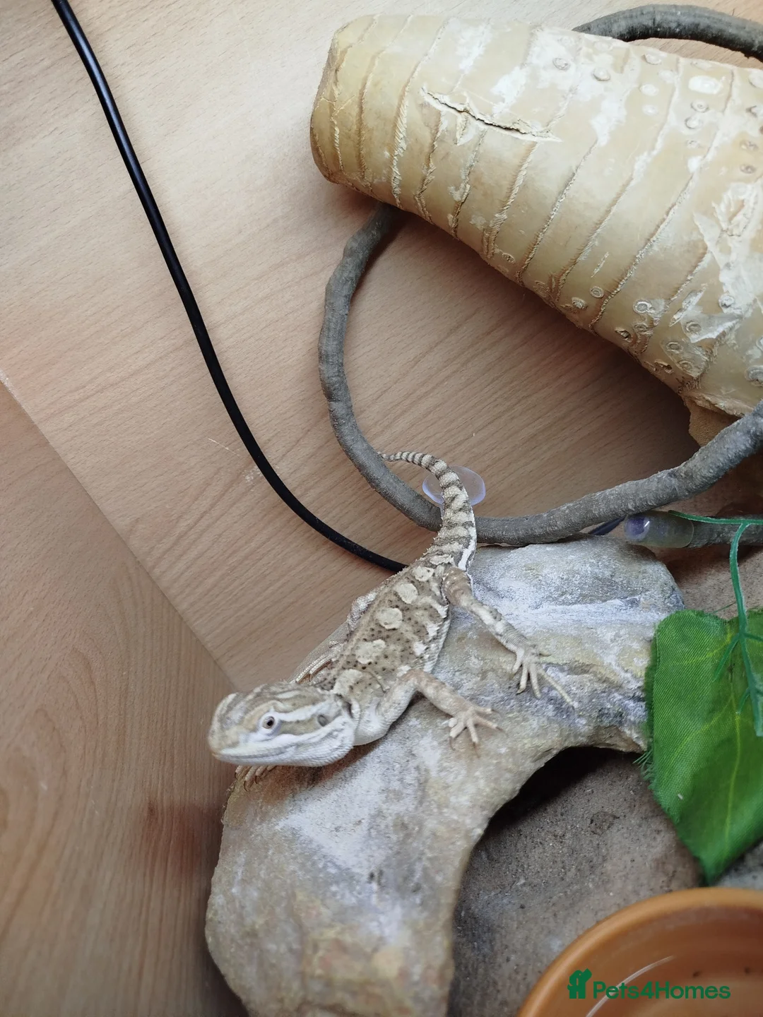 Bearded Dragon reptiles for sale: Rankin Dragon for sale - Advert 2
