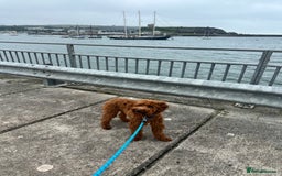 Goldendoodle dogs for sale: Lovely  male golden doodle  - Image 2
