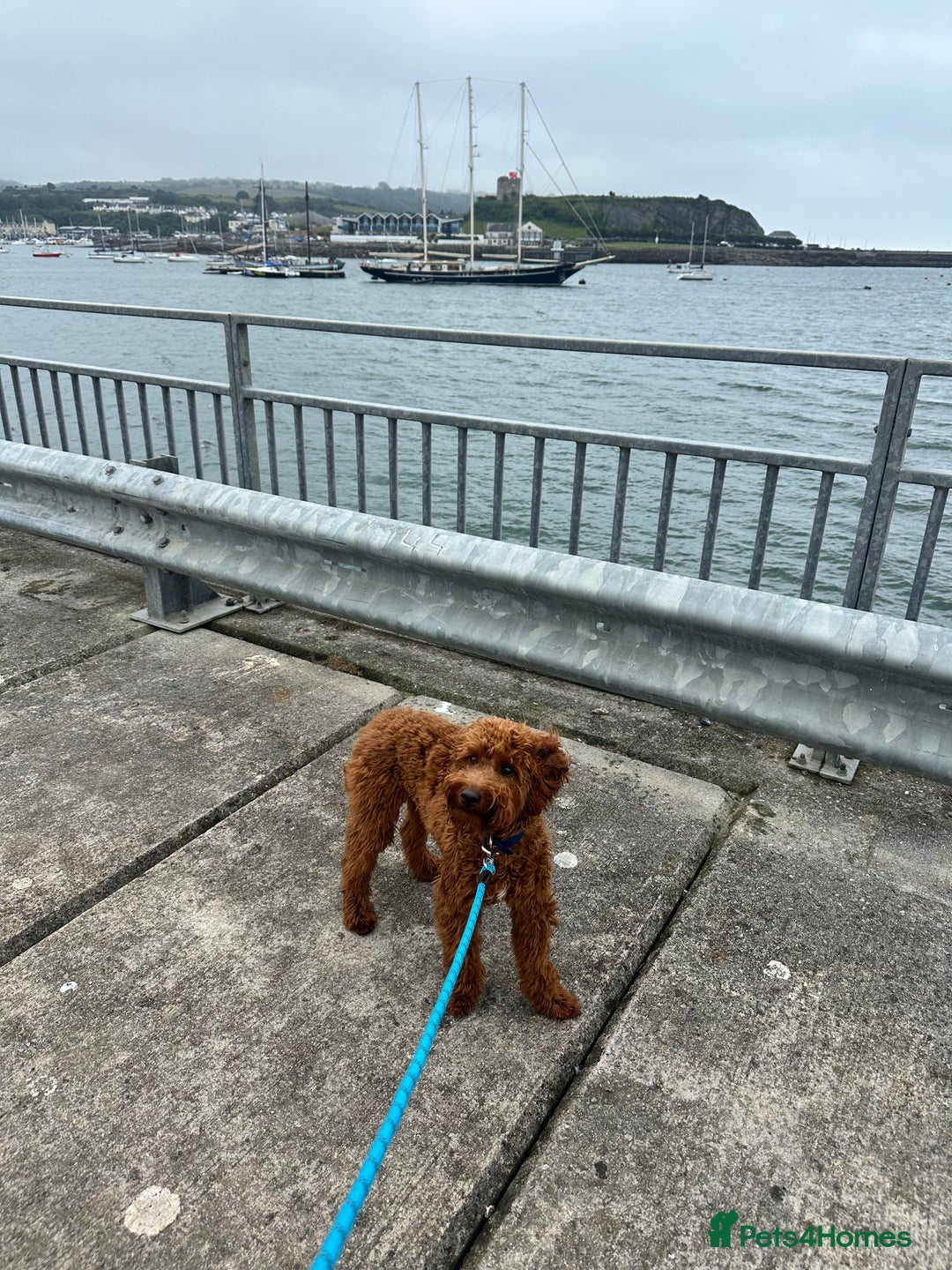 Goldendoodle dogs for sale: Lovely  male golden doodle  - Image 2