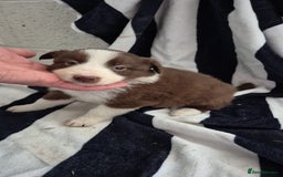 Border Collie dogs for sale: Border collie  - Image 2