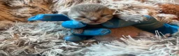 British Shorthair cats for sale: Grand imperial champion parent & grandparents  - Advert 15