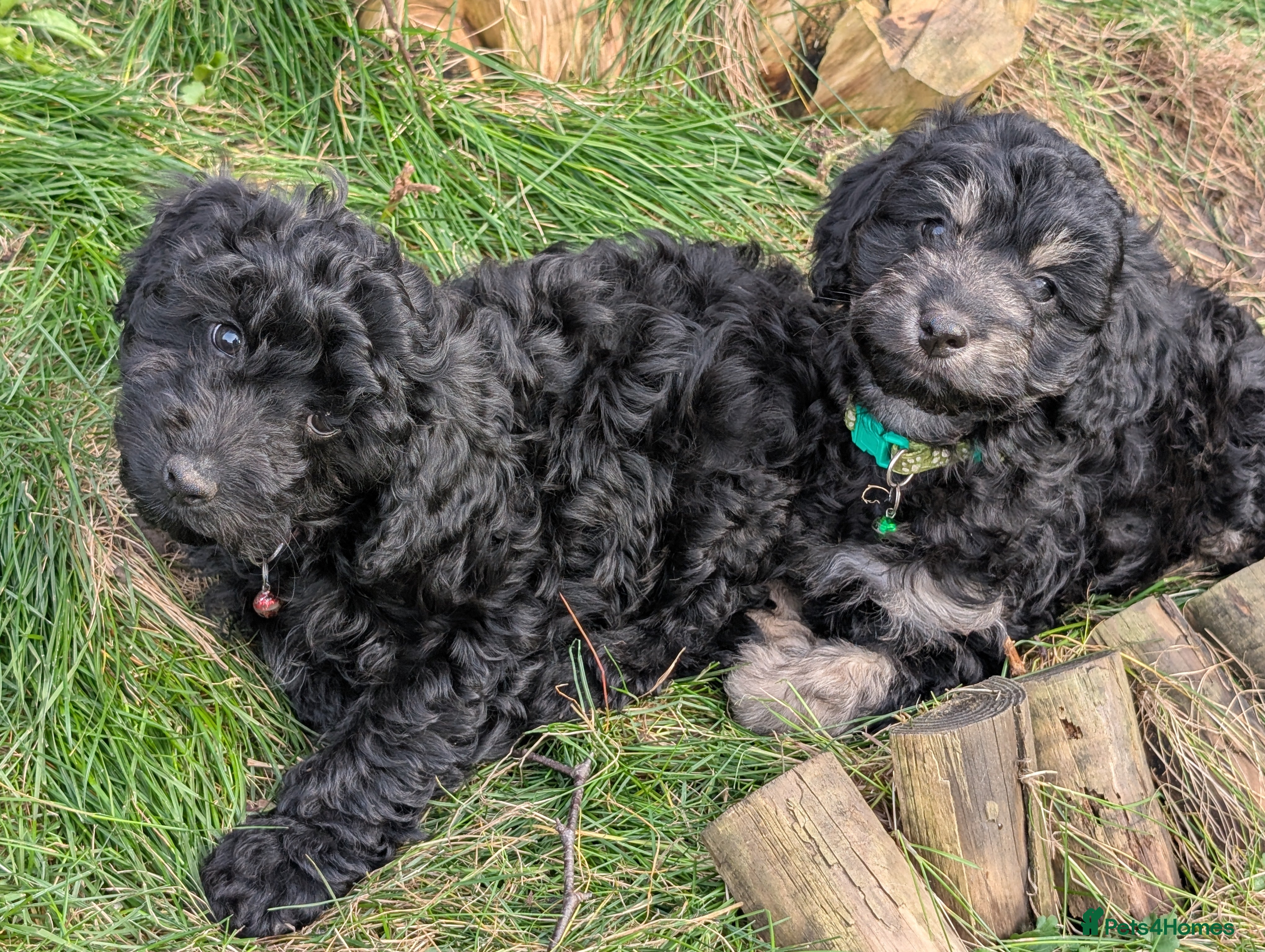 Cockapoo dogs Cockapoo Pups Miniatures 🐾Perfect😍- DNA Cleared - Advert 15