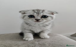 Scottish Fold cats for sale: Beautiful Scottish fold kittens  - Image 6
