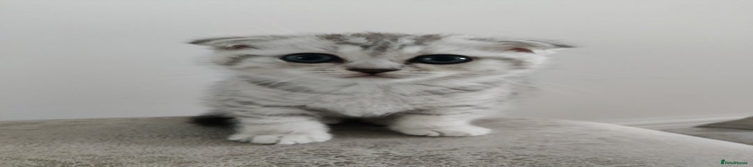 Scottish Fold Kitten 4