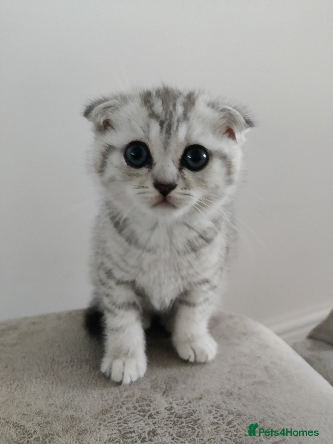 Scottish Fold cats for sale: Beautiful Scottish fold kittens  - Image 6