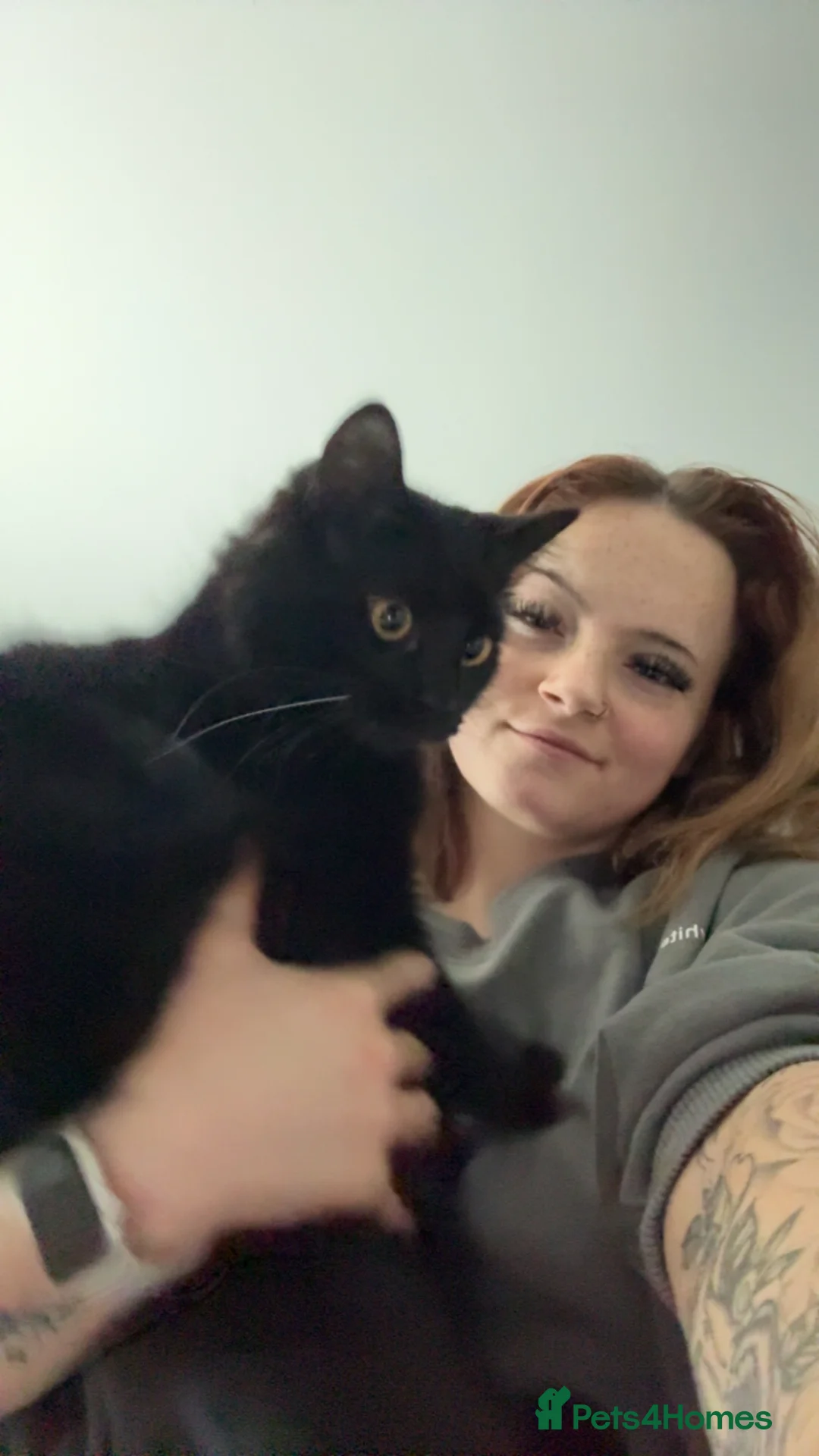 Mixed Breed cats for sale: 2 lovely kittens ready to be rehomed in Plymouth - Advert 2