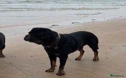 Rottweiler dogs for stud: Proven KC Rottweiler At Stud  in Bacup - Image 7